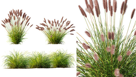 AV 6 different grasses Pennisetum Alopecuroides Lampenputzergras Fountain Hameln and Carex Elata Aurea Grass Version2