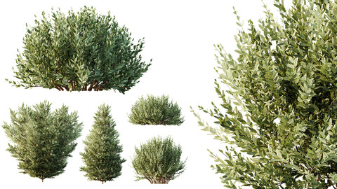 AV 9 different Montra Olive Bush