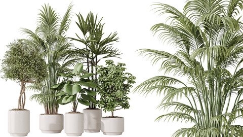 AV Indoor plants set 186 Olive Artificial and Arboricola Umbrella and Areca Palm and Rhapis Excelsa Lady Palm and Ruffled Fan Palm