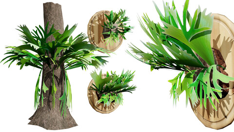 Australian Staghorn Fern