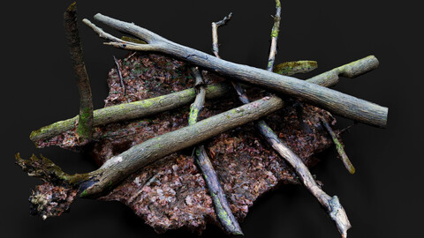 forest ground trees mossy trunks debris pt8 photogrammetry