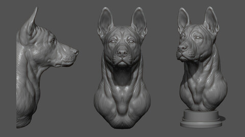 Thai Ridgeback dog head