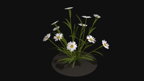 Camomile field grass chamomile garden R2 Low-poly