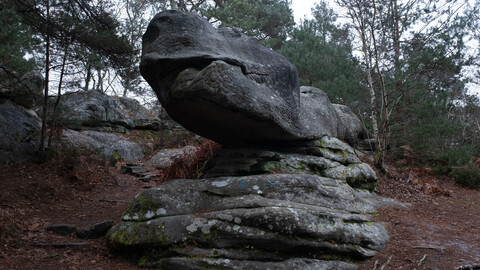 Rock Forest