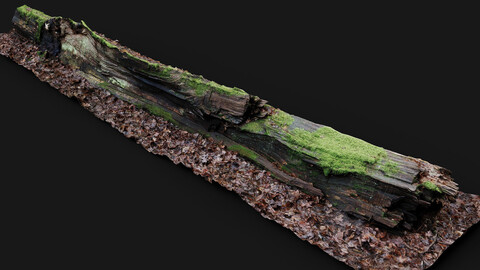 forest ground mossy tree trunk debris pt10 photogrammetry