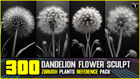 300 Dandelion Flower Sculpt | 4K Reference Image Pack