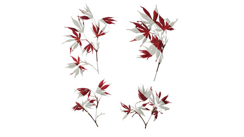 Anydrafts Acer palmatum Atlas 11 Texture