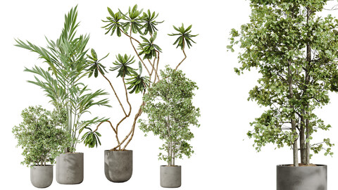 AV Indoor plants set 188 Mission Kalamata Leccino Arbequina Olive and Ficus Cyathistipula and Mountain Kentia Palm