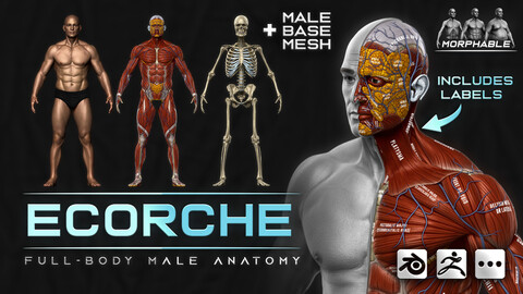 ECORCHE - Realistic Male Full Body Anatomy Model + BASE MESH