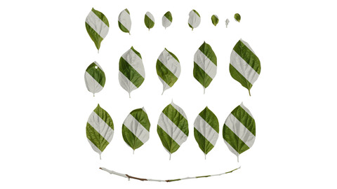 Anydrafts Diospyros kaki Leaf 02 Texture