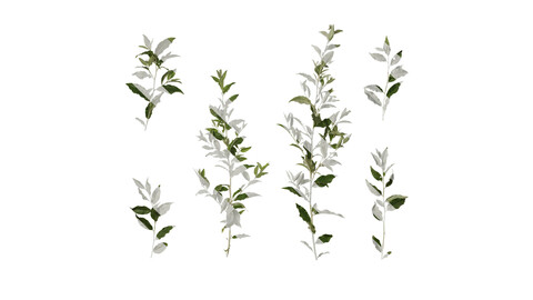 Anydrafts Elaeagnus umbellata Atlas 04 Texture