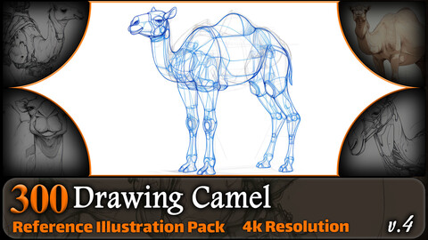 300 Drawing Camel Reference Pack | 4K | v.4