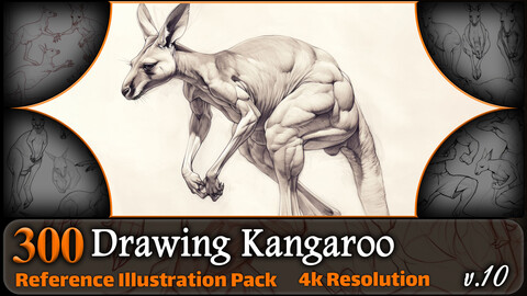 300 Drawing Kangaroo Reference Pack | 4K | v.10