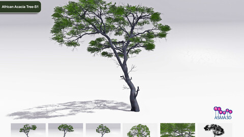 African Acacia Tree-S1