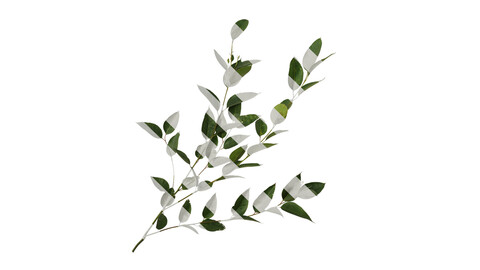 Anydrafts Eucalyptus platyphylla Atlas 10 Texture