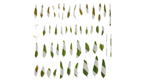 Anydrafts Eucalyptus saligna Leaf 02 Texture