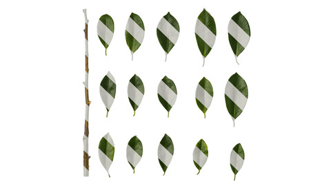 Anydrafts Ficus concinna Leaf 02 Texture