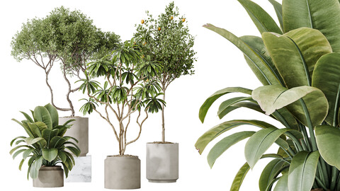 AV Indoor plants set 191 Mandarin Citrus Fruit Orange and Mission Arbequina Olive and Ficus Elastica Robusta and Ficus Cyathistipula African Fig