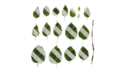 Anydrafts Hovenia acerba Leaf 11 Texture