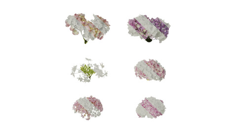 Anydrafts Hydrangea macrophylla Flower 32 Texture