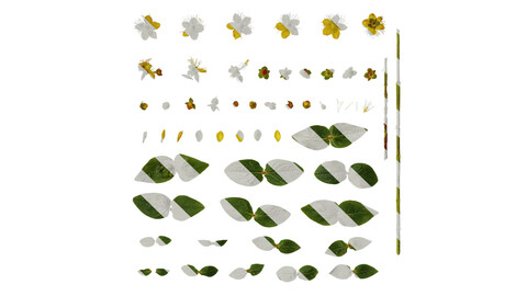 Anydrafts Hypericum excellent flair Atlas 01 Texture