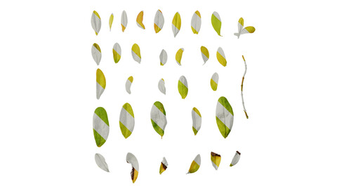 Anydrafts Hypericum hypericum brigadoon Leaf 01 Texture