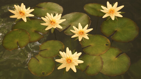 Water Lilies | Water Plants and Flowers | Lotus