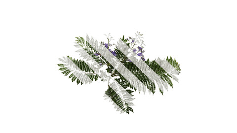 Anydrafts Jacaranda mimosifolia Atlas 12 Texture