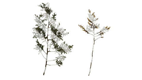 Anydrafts Juniperus rigida Atlas 01 Texture