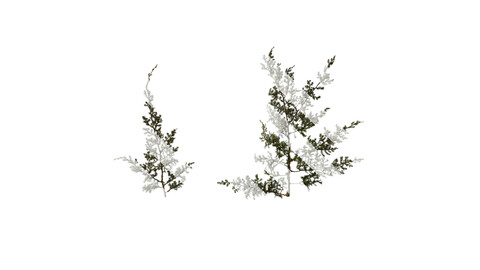 Anydrafts Juniperus rigida Atlas 02 Texture