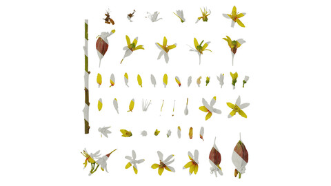 Anydrafts Koelreuteria paniculata Flower 03 Texture