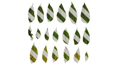 Anydrafts Koelreuteria paniculata Leaf 01 Texture