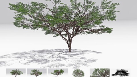 African Acacia Tree-S7