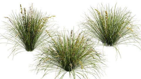 Australian Lomandra longifolia Pack