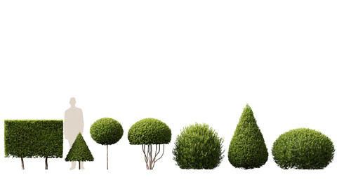 (Highpoly+Low Poly) Buxus Microphylla - Littleleaf Boxwood