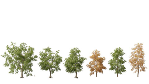 (Highpoly+Low Poly) Carya cordiformis - bitternut hickory