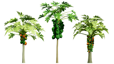 Papaya Tree 3D Model