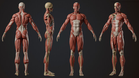 3D Anatomy Study Tool - Marmoset Viewer