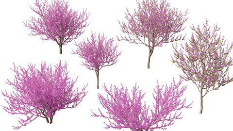 (Highpoly+Low Poly) Cercis siliquastrum - Judas tree