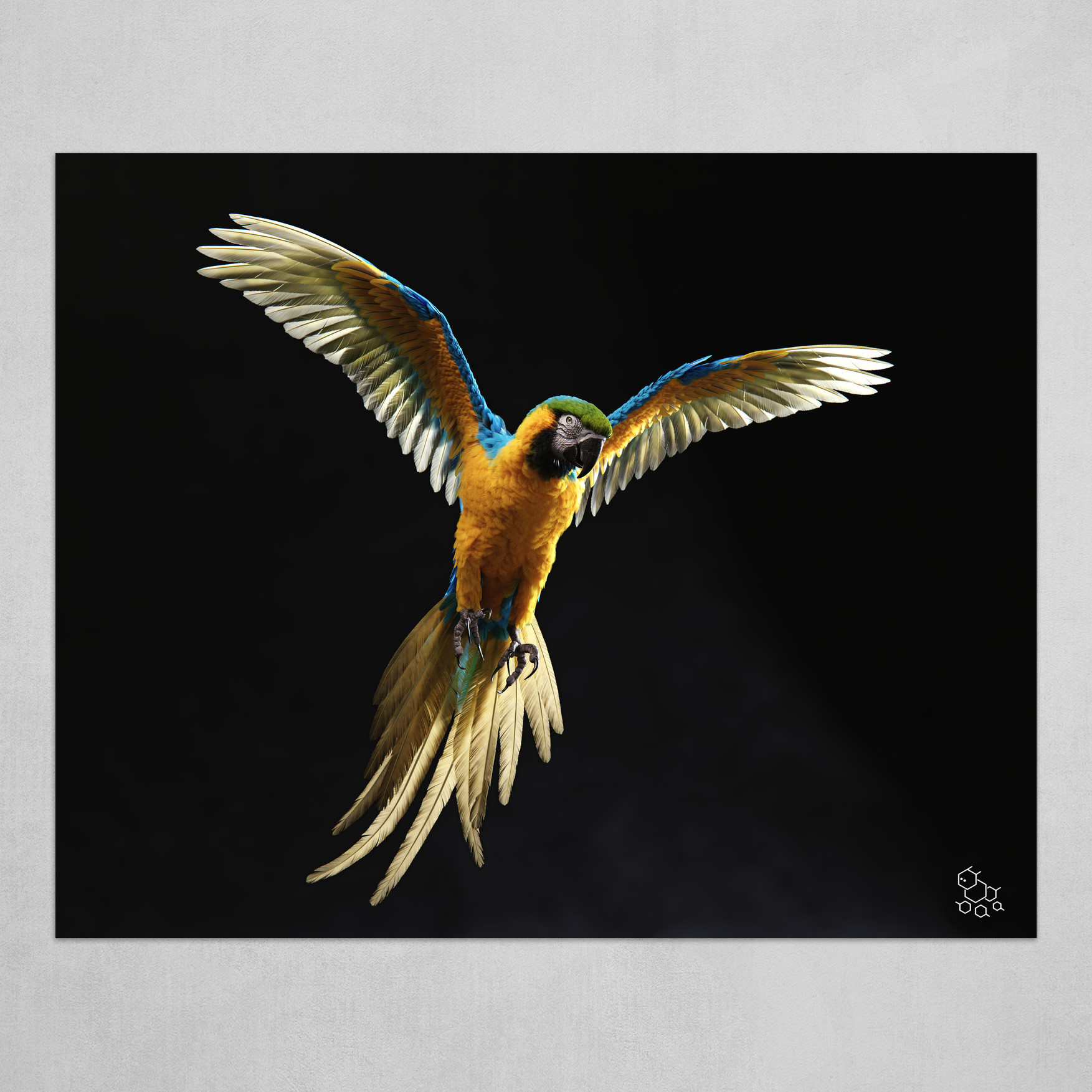 blue and gold macaw flying