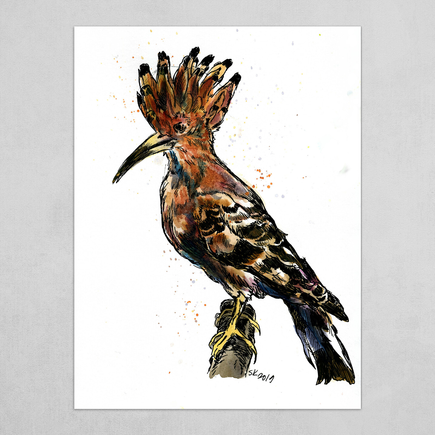 Hoopoe Sketch