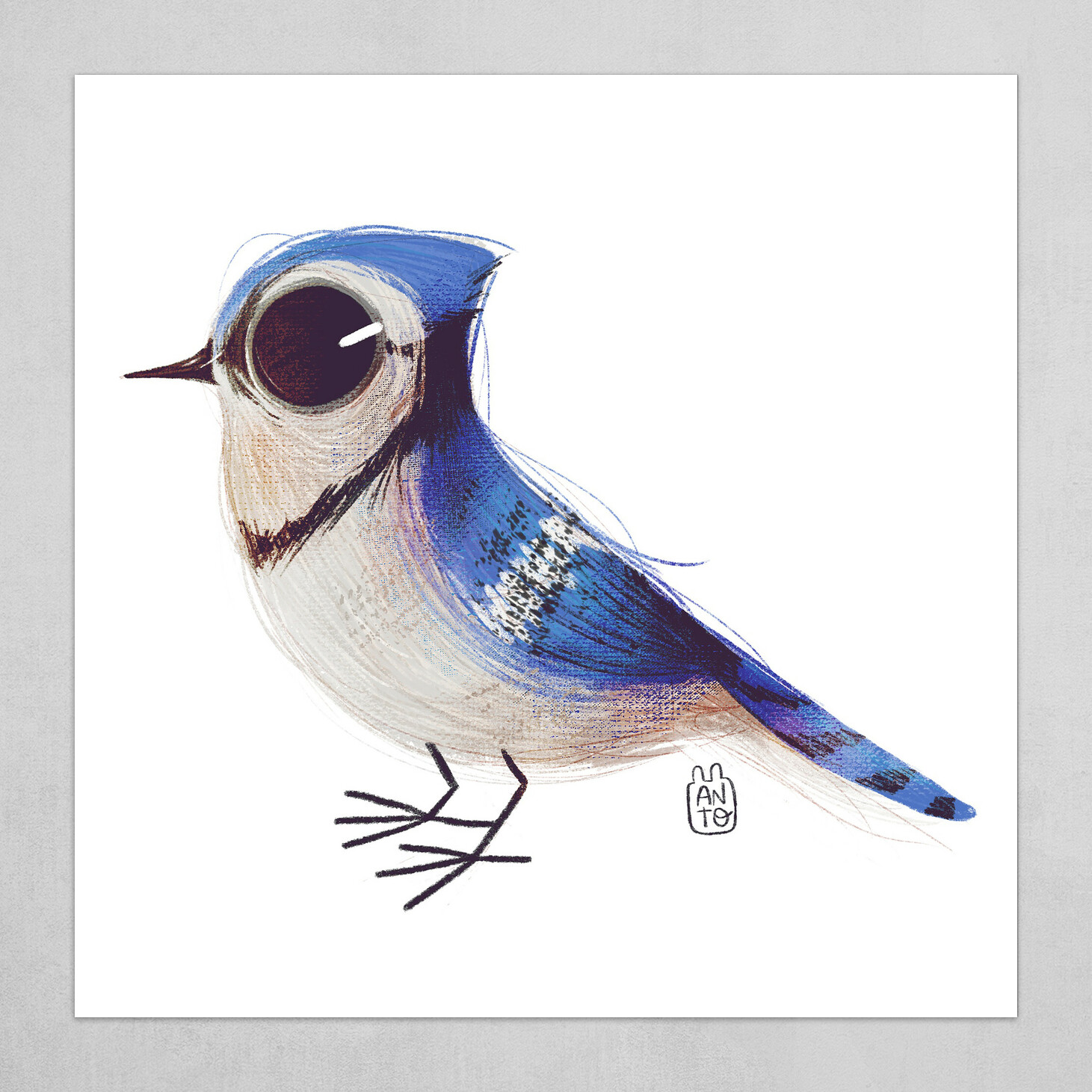 Cute Bird Series Blue Jay By Antonella Fant
