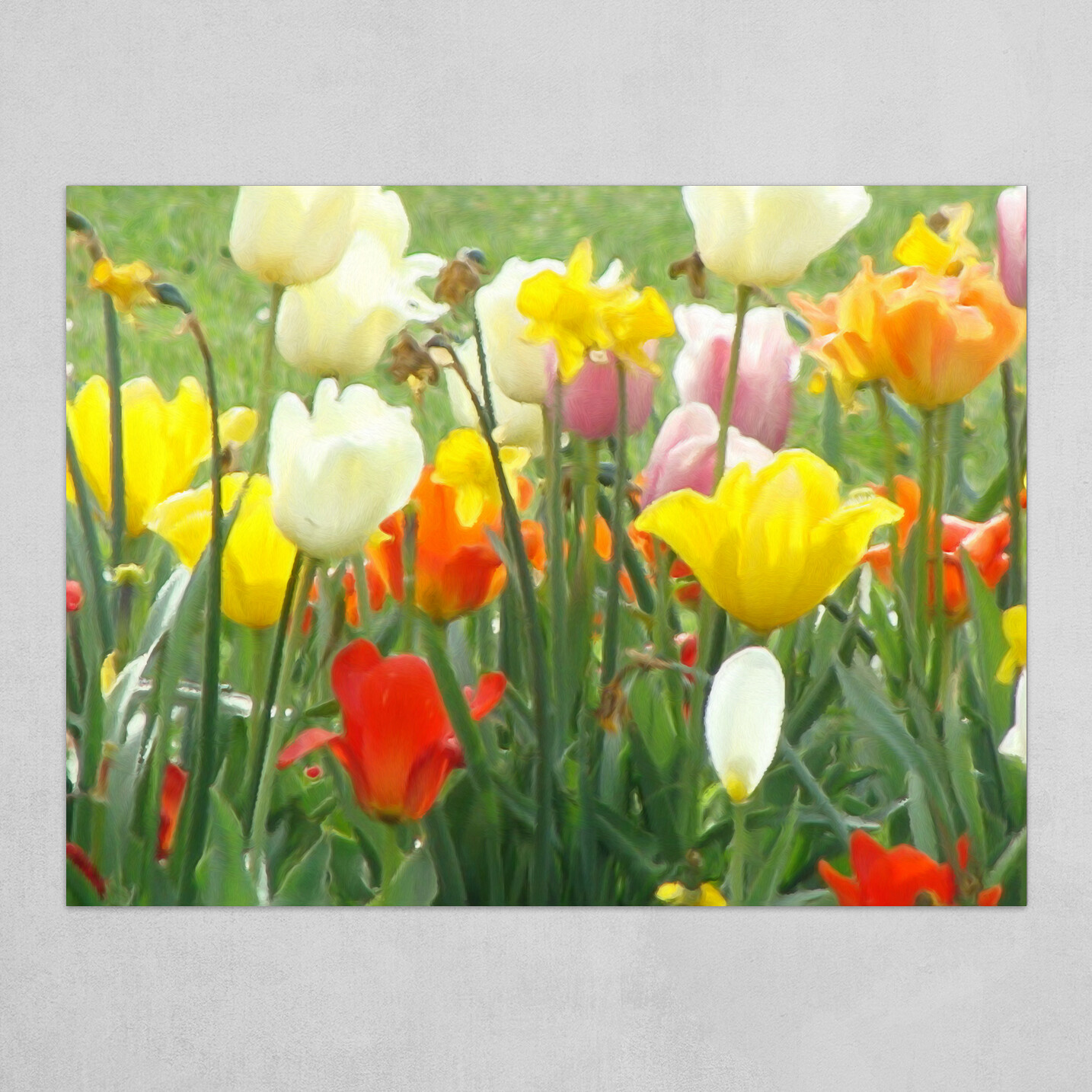 Colorful Tulips
