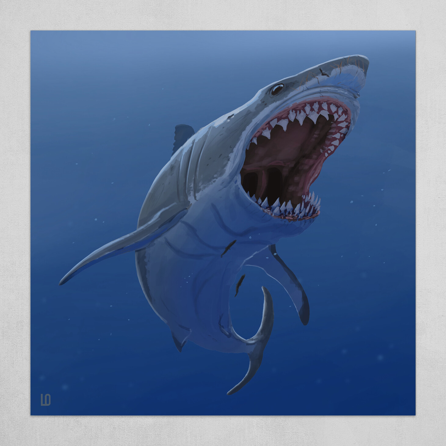 White shark #463