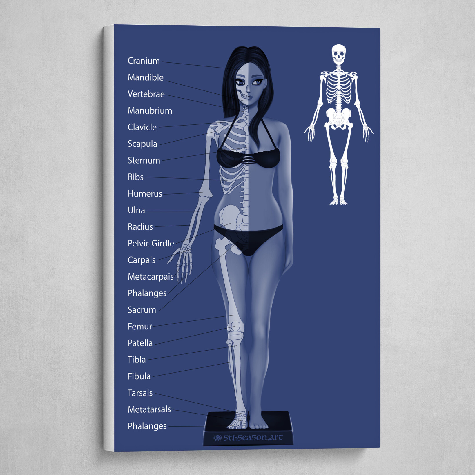 Female Skeleton Anatomy - Front View