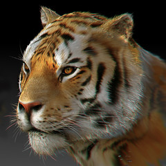 Saju Dev N