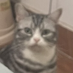 舰真