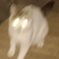 秀秀
