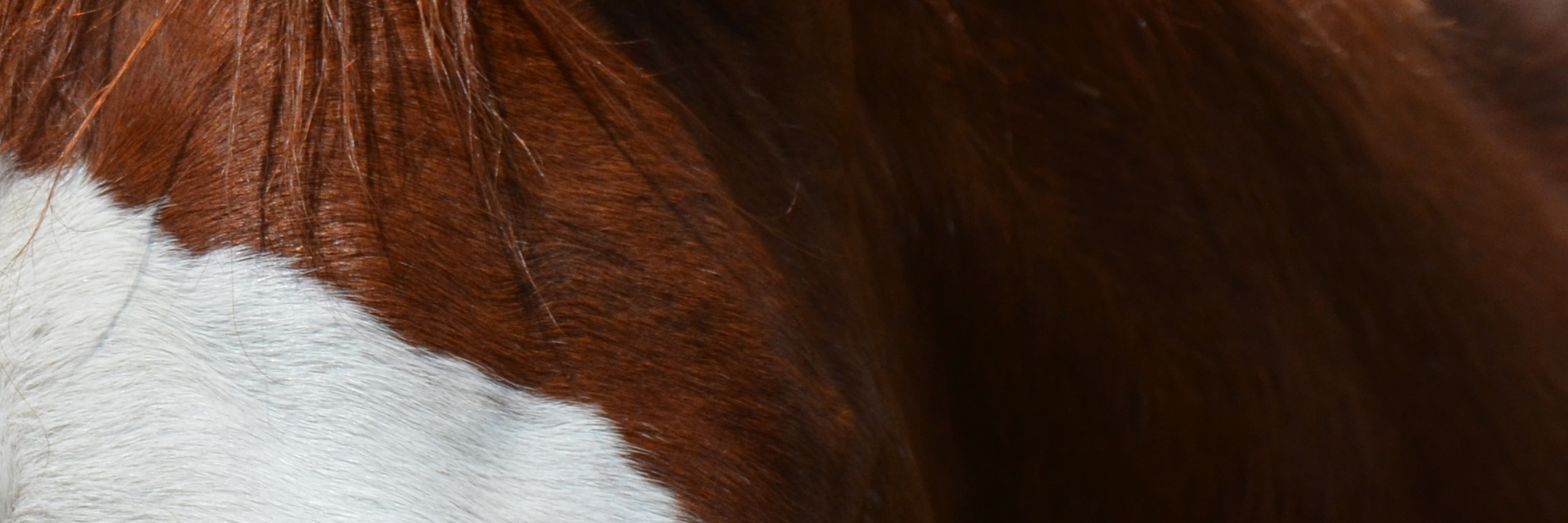 ArtStation banner for @equine