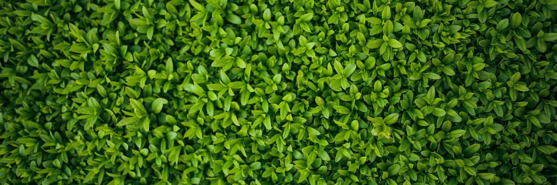 Чайные листья паттерн